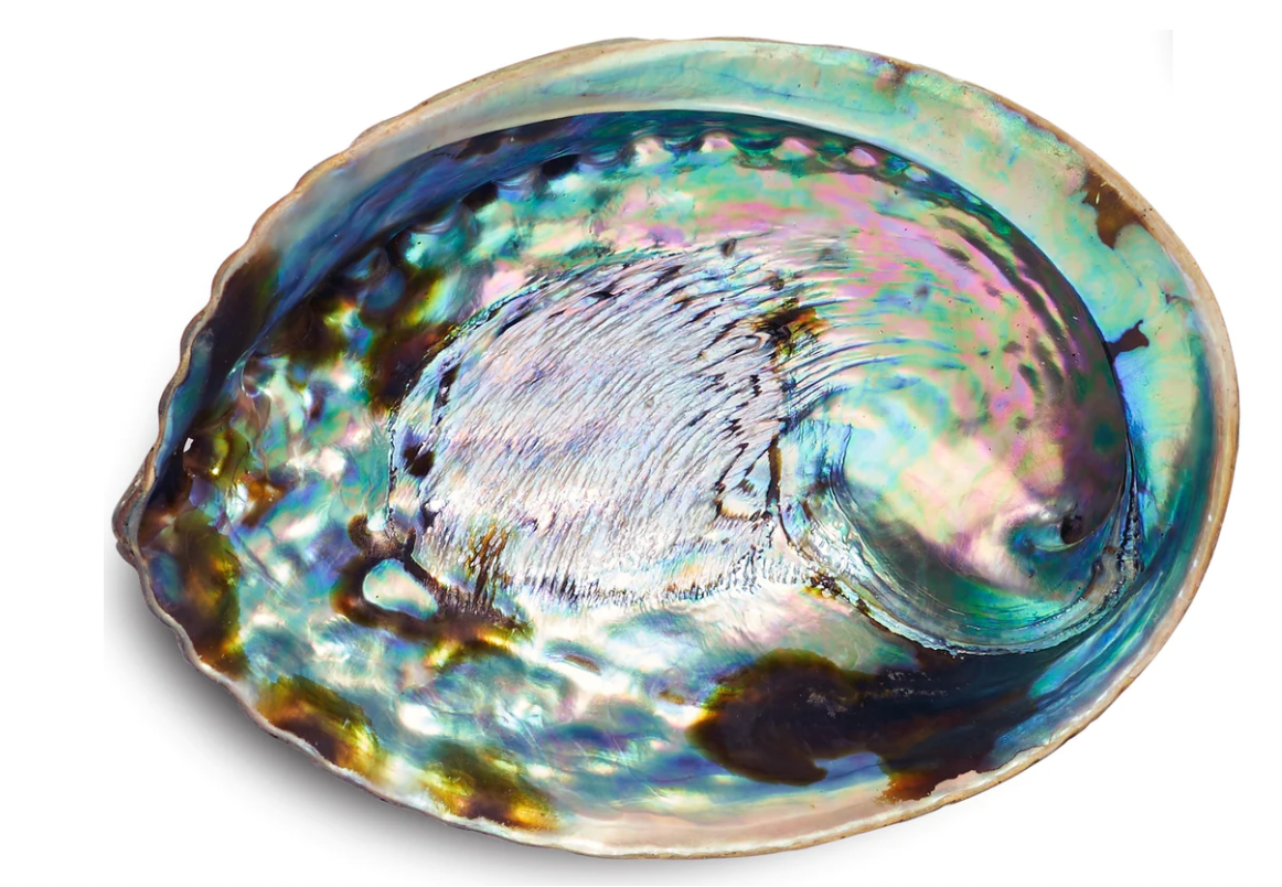 abalone skel shell smudge sage